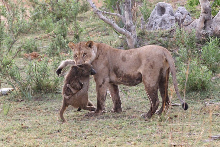 lioness 1