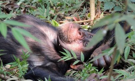 קוף אחרי בן אדם – מסתבר שגם קופים מפתחים התמכרויות