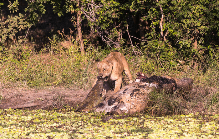 lion-fights-back