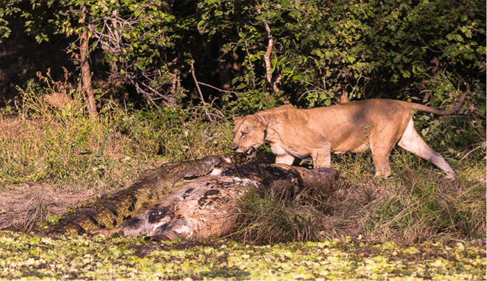 lion-vs-crocodiles