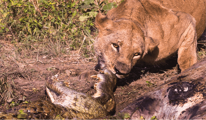 twisting-crocodile-vs-lion