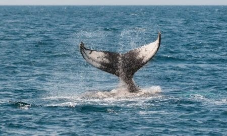 מדע מסריח: מה קורה כשגופת לווייתן נסחפת אל החוף?