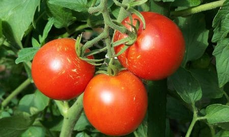 הדרך הקלה לגדל עגבניות אורגניות בגינת הירק